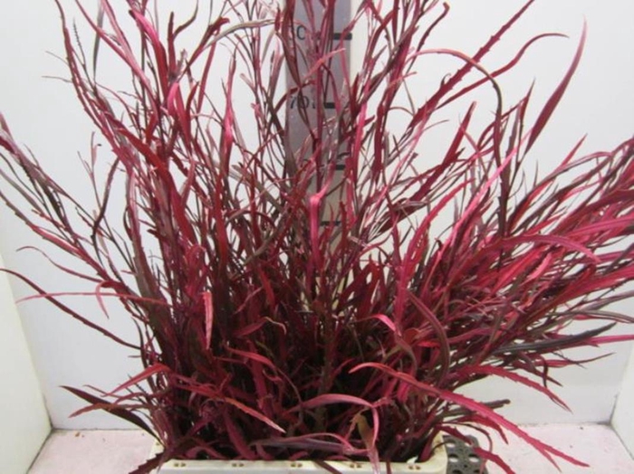 <h4>Grevillea Dark Cerise</h4>