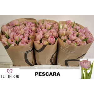 TU DU PESCARA