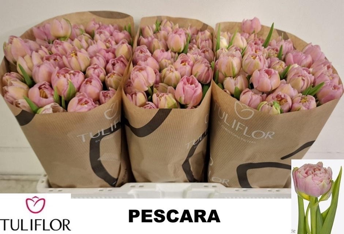 <h4>TU DU PESCARA</h4>