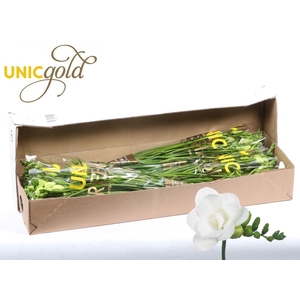 Freesia du Essence