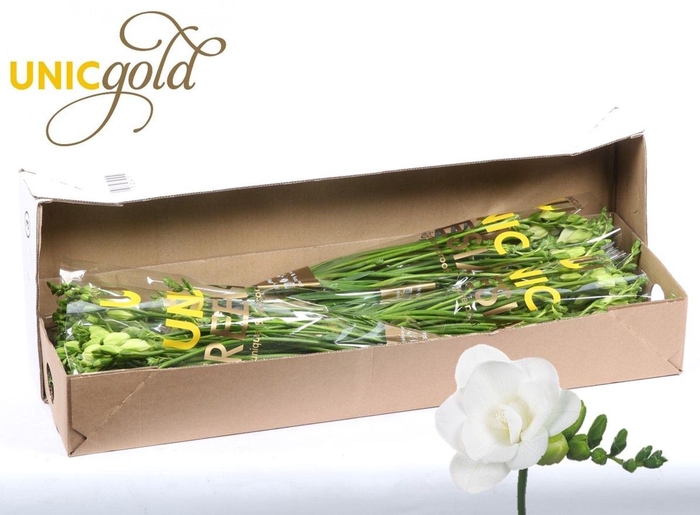 <h4>Freesia du Essence</h4>