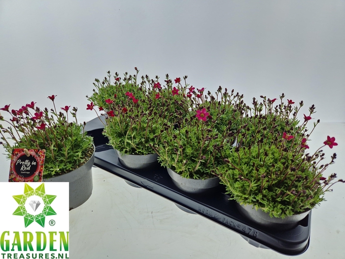 <h4>SAXIF ARENDSII</h4>