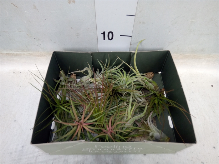 <h4>Tillandsia</h4>