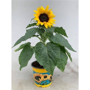 HELIANTHUS SUNSATION