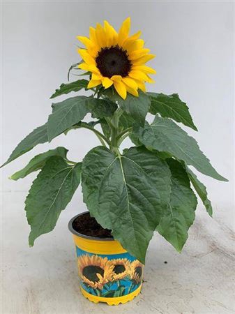 <h4>HELIANTHUS SUNSATION</h4>