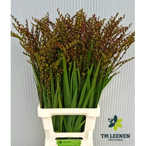 Crocosmia Berry Fire King Leenen