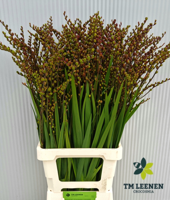 <h4>Crocosmia Berry Fire King Leenen</h4>