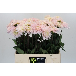 Dahlia Silver Years