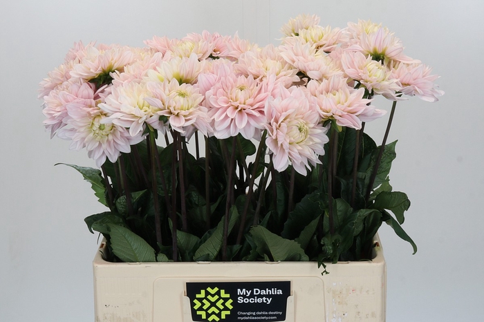 Dahlia Silver Years