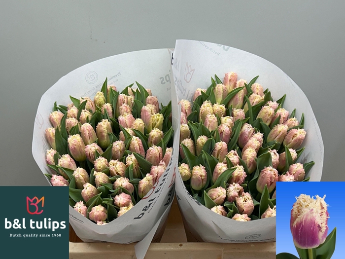 <h4>TU FR HAWAII</h4>