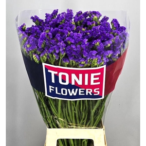 Limonium sinuatum 'Crystal Dk Blue'