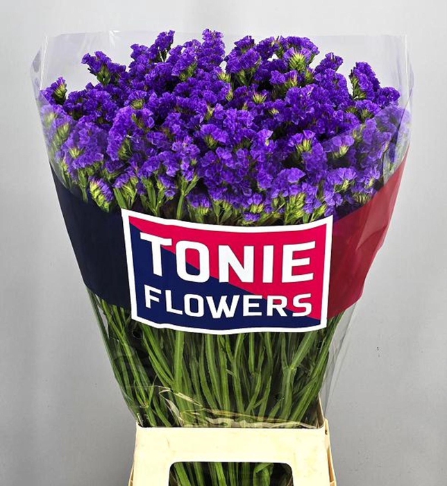 <h4>Limonium sinuatum 'Crystal Dk Blue'</h4>