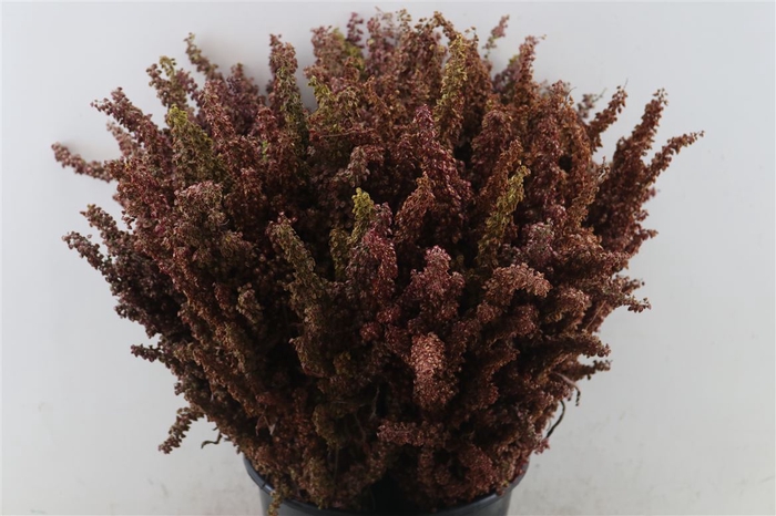 <h4>Rumex 60cm Naturel Red P Bunch</h4>