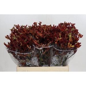 Anigozanthos Early Spring Indoor