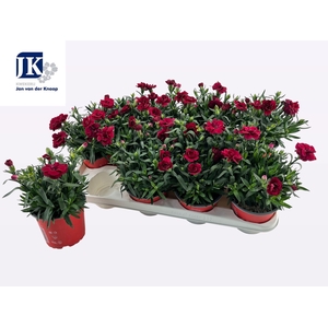 DIAN OSC DARK RED