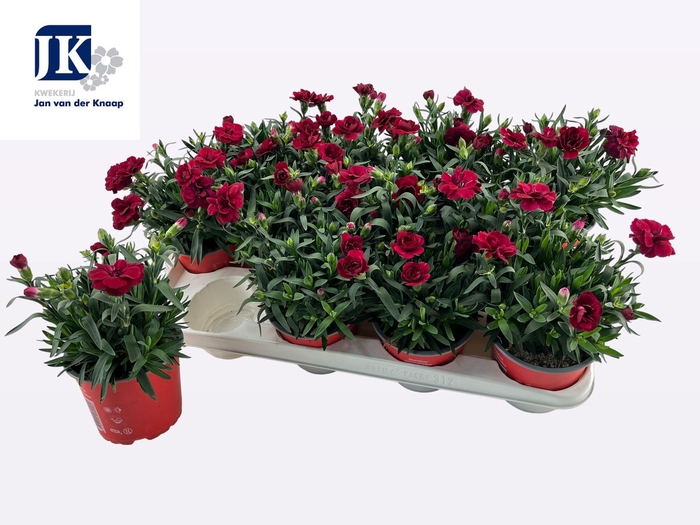 <h4>DIAN OSC DARK RED</h4>