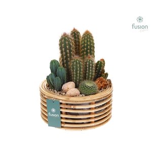 Mand rattan spiraal Hori naturel met Cactussen