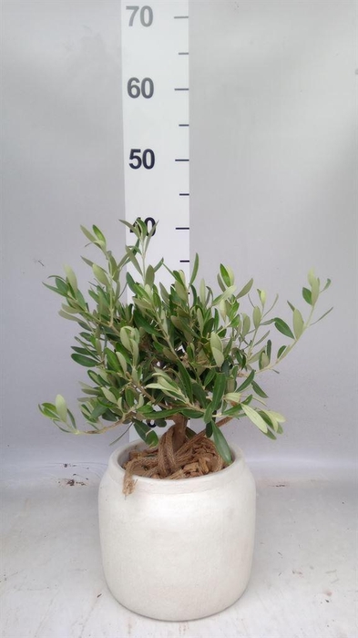 <h4>Arr.   Tuinplanten H%</h4>