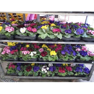 Primula juliae 'Wanda'