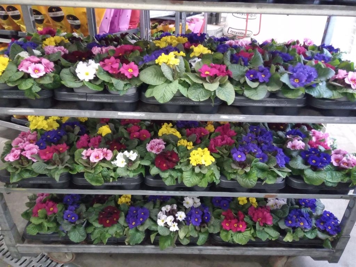 <h4>Primula juliae 'Wanda'</h4>