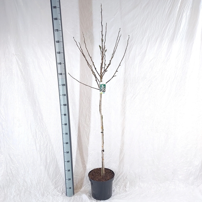 <h4>MAGN ST ROYAL STAR</h4>