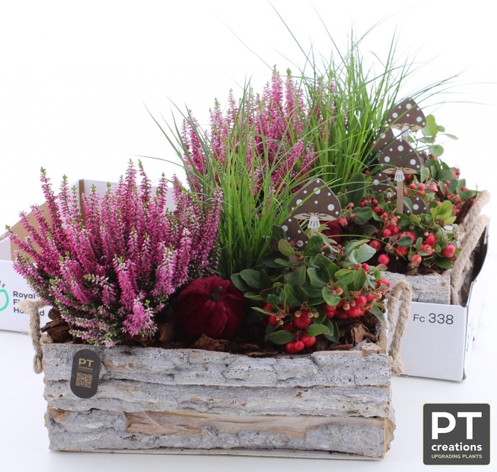 <h4>ARR TUINPLANTEN</h4>
