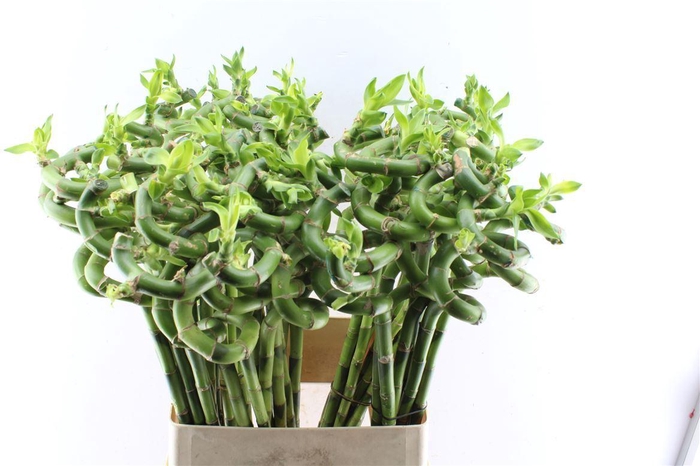 <h4>Drac S Lucky Bamboo</h4>