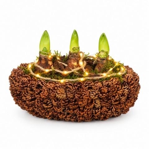 PTAA8861 Arrangementen Hippeastrum