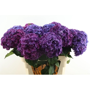 Hydr M Anasta Purple 80-22