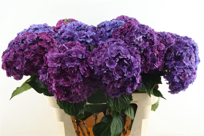<h4>Hydr M Anasta Purple 80-22</h4>