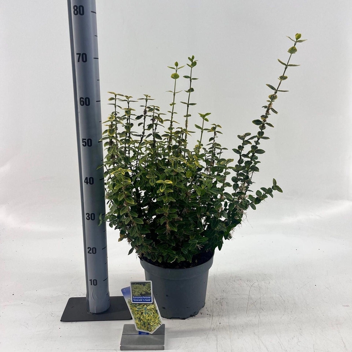 <h4>Euonymus fortunei Emerald n Gold</h4>
