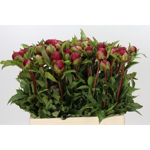 Paeonia Many Happy Returns