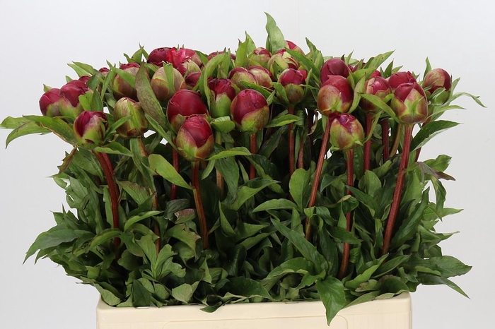 <h4>Paeonia Many Happy Returns</h4>