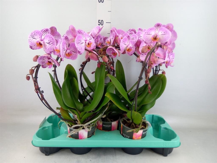 <h4>Phalaenopsis   ...</h4>