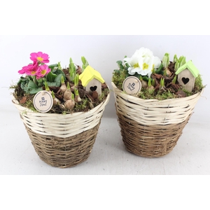 arr4 Primula PL - Mand brown white