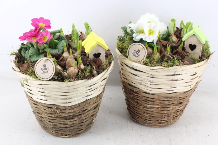 <h4>arr4 Primula PL - Mand brown white</h4>