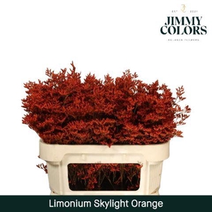 Limonium Skylight L70 Orange