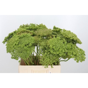 Ammi Majus Visnaga Zaad