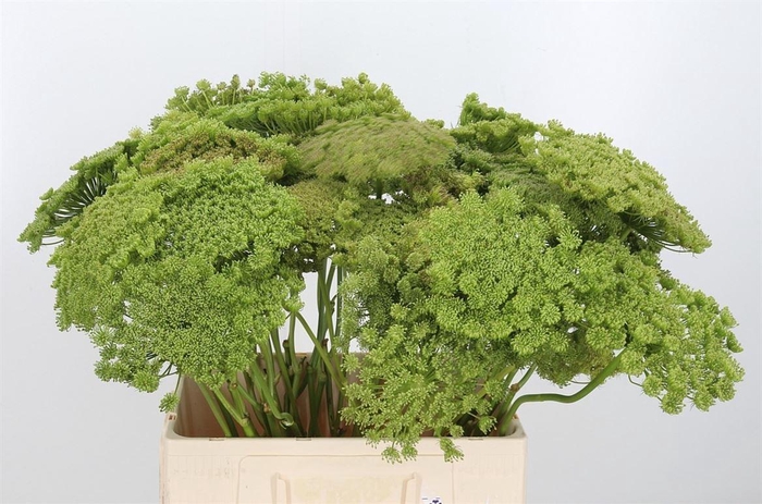 <h4>Ammi Majus Visnaga Zaad</h4>