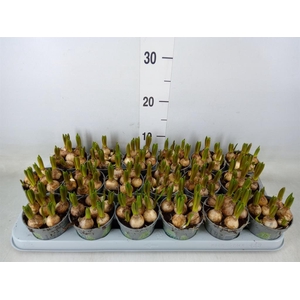 Muscari  'White Spear'