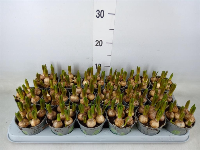 <h4>Muscari  'White Spear'</h4>