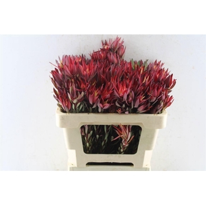 LEUCAD SAL BLUSH
