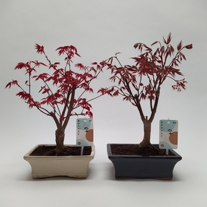 Acer Bonsai Mix 20 cm