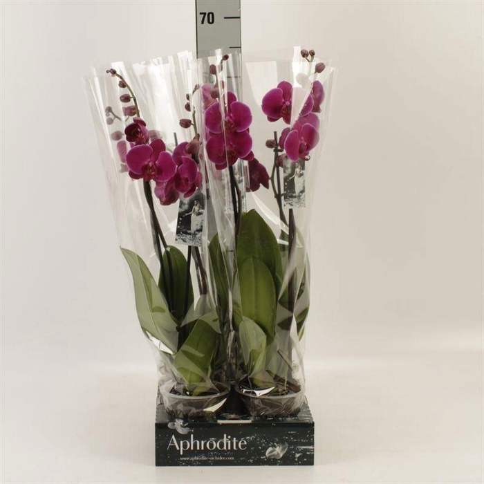 <h4>Phalaenopsis Anthura Oudtshoorn</h4>