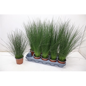 Juncus Penc Grass
