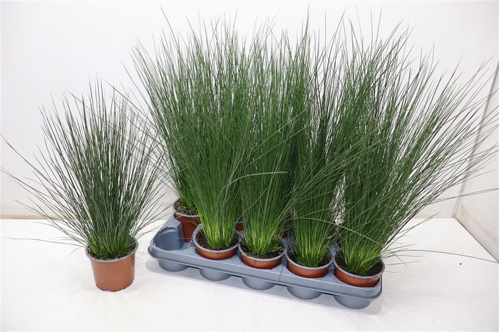 <h4>Juncus Penc Grass</h4>