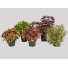 COLEUS P15
