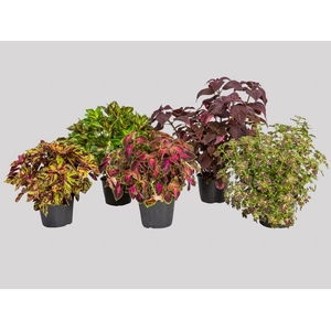 COLEUS P15