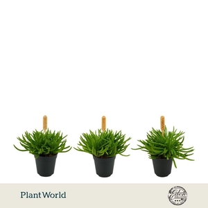 Senecio Himalaya P5.5