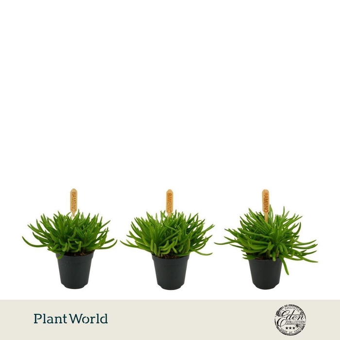 <h4>Senecio Himalaya P5.5</h4>